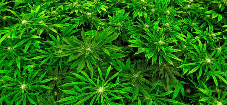 Olejki Cbd