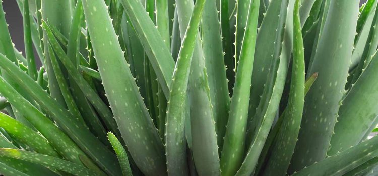 Aloes Aloes